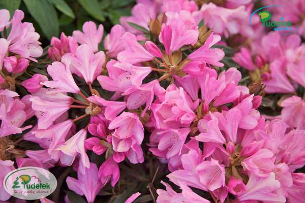 Rhododendron Graziella